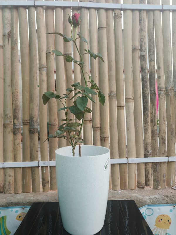 Rose- Outdoor Home Décor Plant