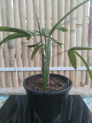 Rhapis Palm- Broadleaf Lady Palm (Rhapis excelsa)