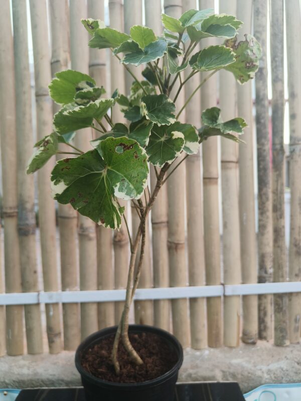 Aralia variegated- Beautiful Indoor Home Décor Plant