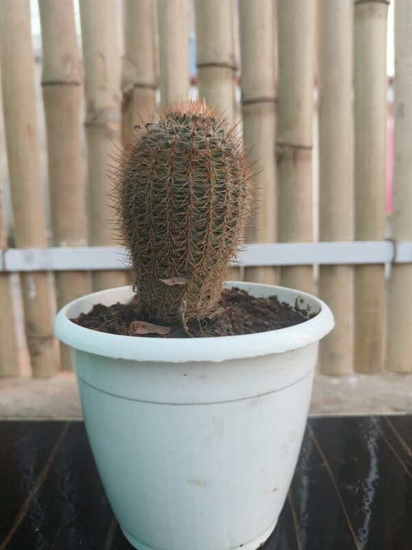Cactus-An Outdoor Beautiful Plant