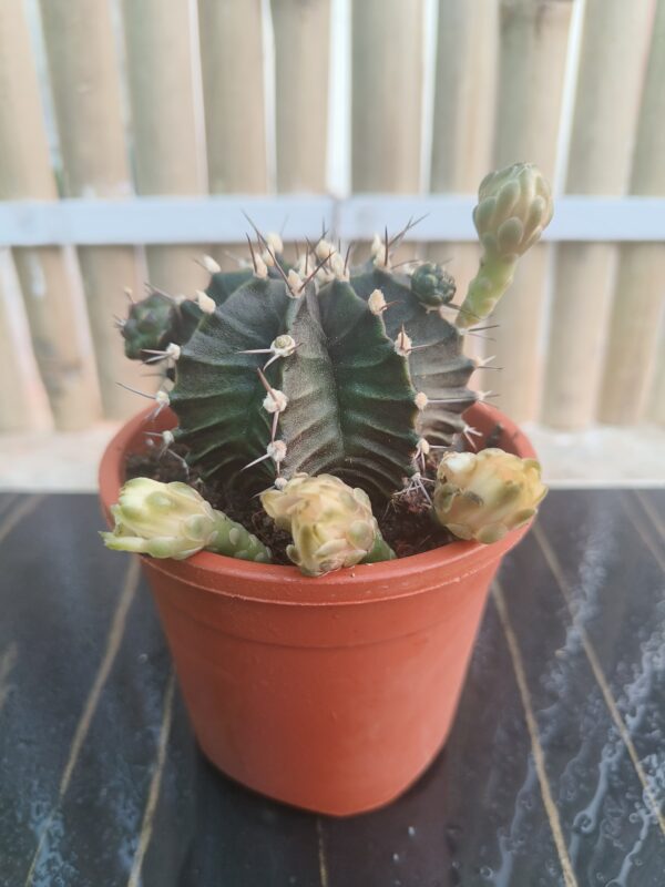 Flowering Cactus- Desktop Plant