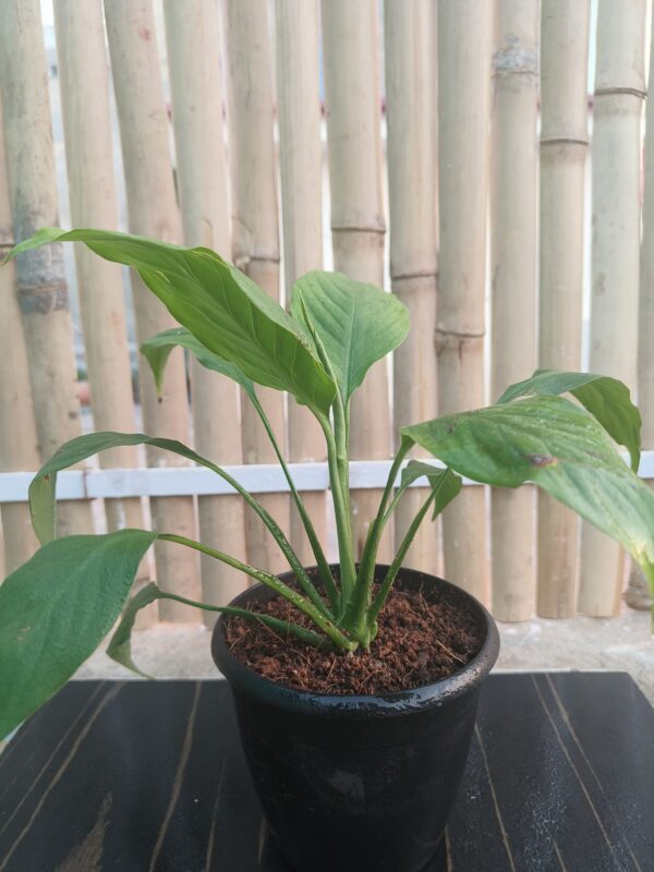 Peace lily