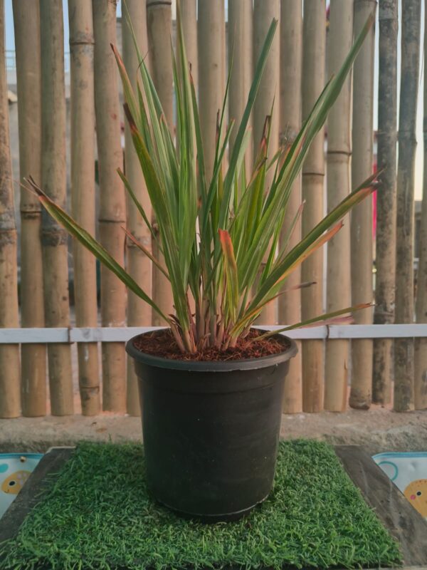 Lemon Grass- Cymbopogan citratus/Poaceae