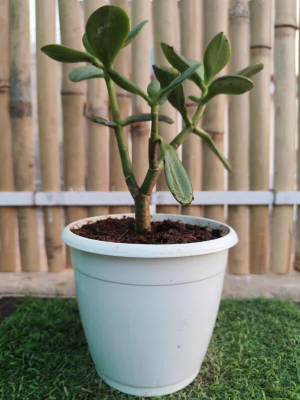 Crassula ovata- A Beautiful Succulent/ Crassulaceae