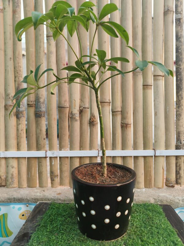 Saplera-Schefflera arboricola/ Araliaceae