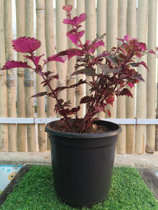 Coleus scutellarioides- Lamiaceae