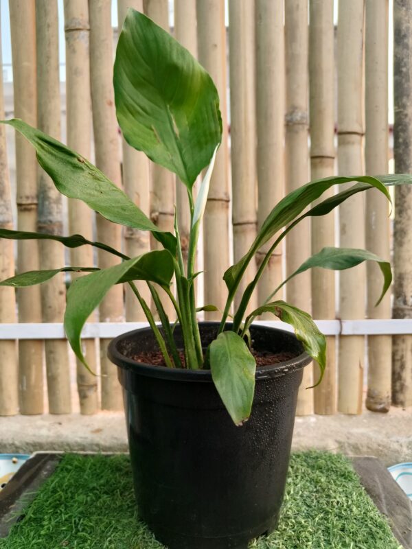 Peace lily- Spathiphyllum wallisii/Araceae