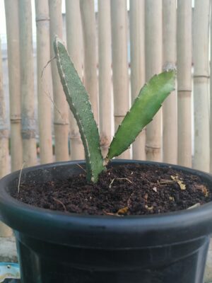 Dragon fruit/Fruit cactus