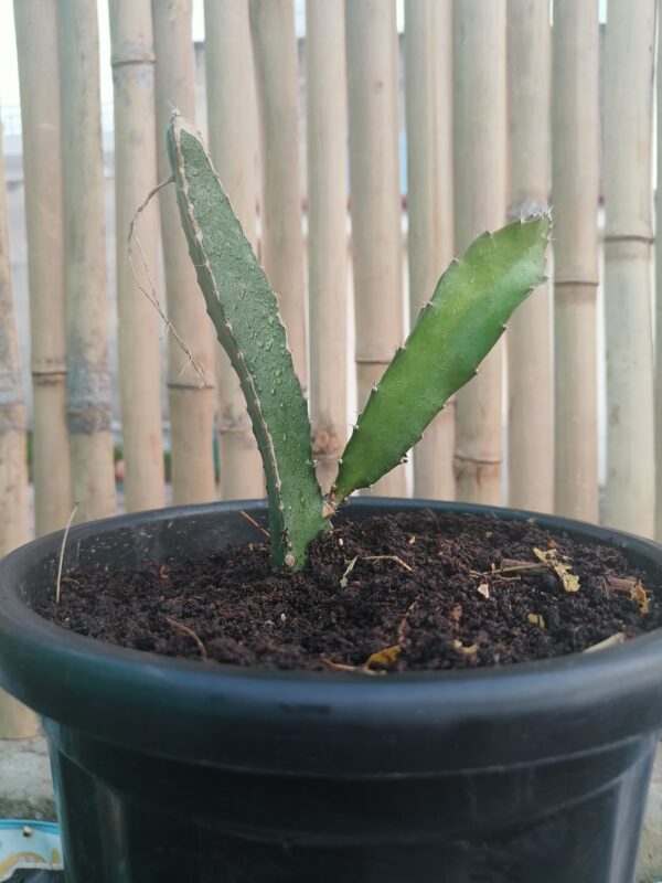 Dragon fruit/Fruit cactus