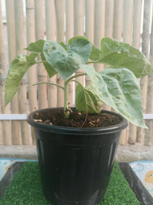 Sun Flower/ Ornamental Plant