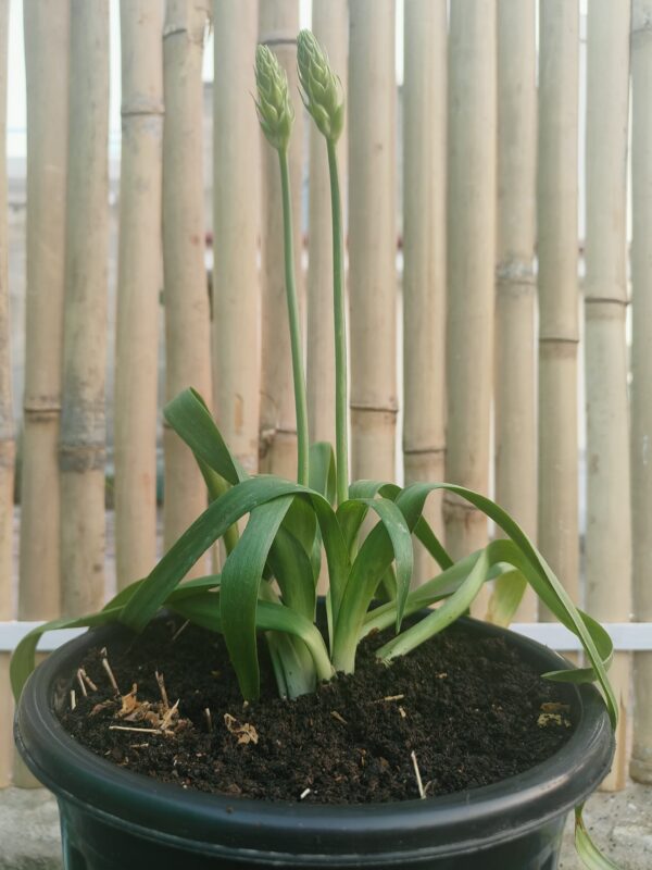 Lily/ Ornamental Lily Plant with beautiful flowers