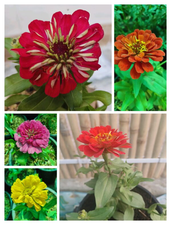 Zinnia/ Beautiful Flowering Plant