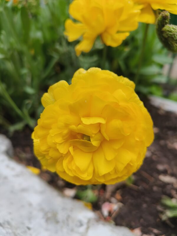 9 o clock plant/ Naubajia/portulaca grandiflora-Portulacaceae - Image 3