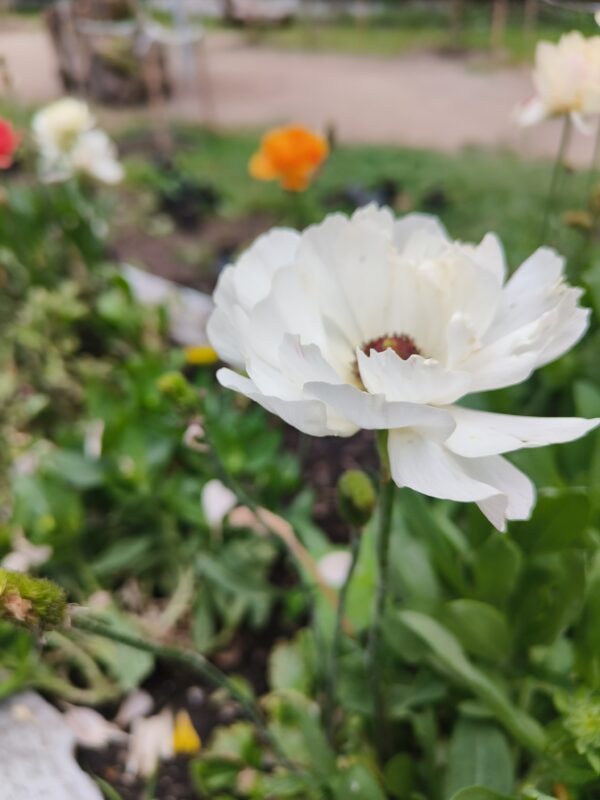9 o clock plant/ Naubajia/portulaca grandiflora-Portulacaceae - Image 2
