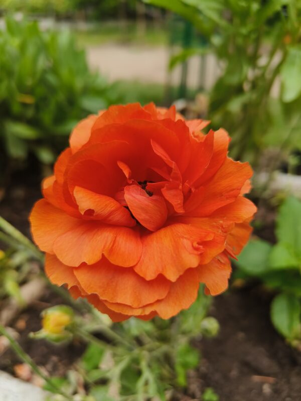 9 o clock plant/ Naubajia/portulaca grandiflora-Portulacaceae - Image 4