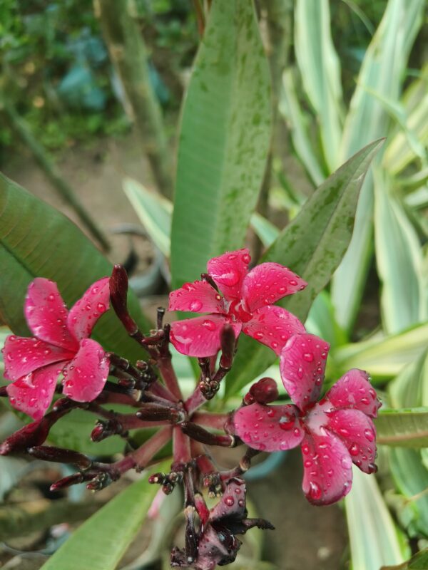 plumeria (frangipani) - Image 2