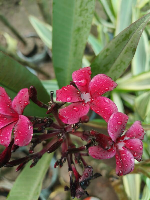 plumeria (frangipani) - Image 3