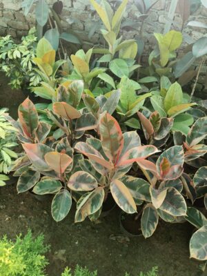 Rubber plant/ Variegated var.