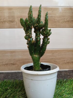 Opuntia/ Naagfani- Fleshy var./ Cactaceae