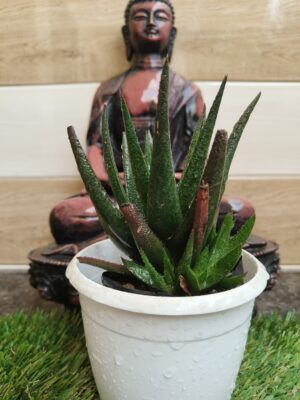Haworthia attenuata/ Chamunda Aloe