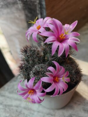 Flowering Cactus/ Cactaceae