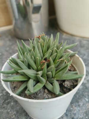Haworthia pentagona/ succulent-Aizoaceae