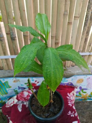 Insulin Plant
