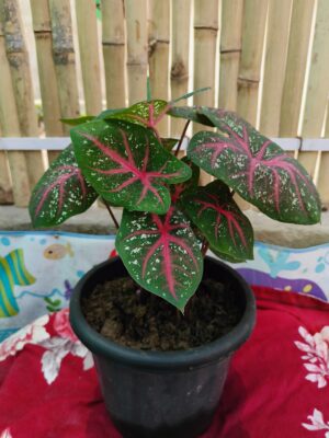 Caladium/ Araceae- a beautiful foliage ornamental plant
