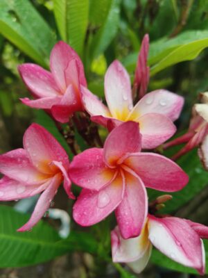 plumeria (frangipani)