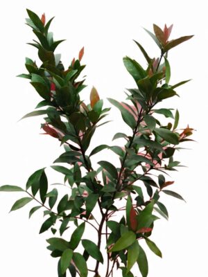 Cleyera japonica