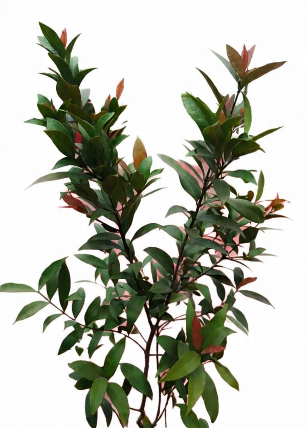 Cleyera japonica