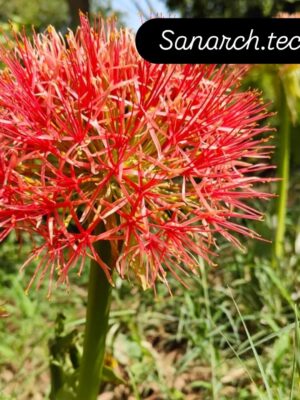 football lily/Scadoxus multiflorus- A Beautiful Big Round flower lily