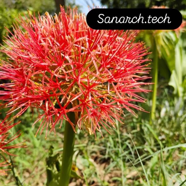 football lily/Scadoxus multiflorus- A Beautiful Big Round flower lily