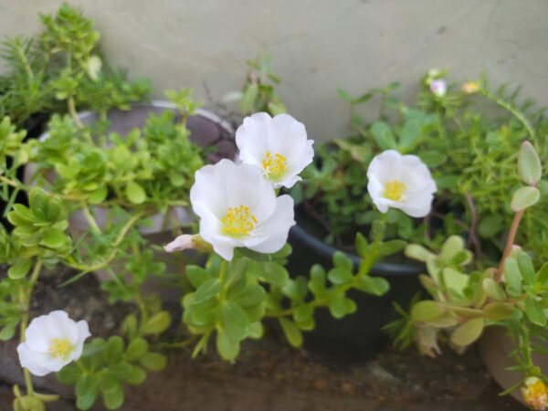 Portulaca/Kulpha-A summer season beautiful plant