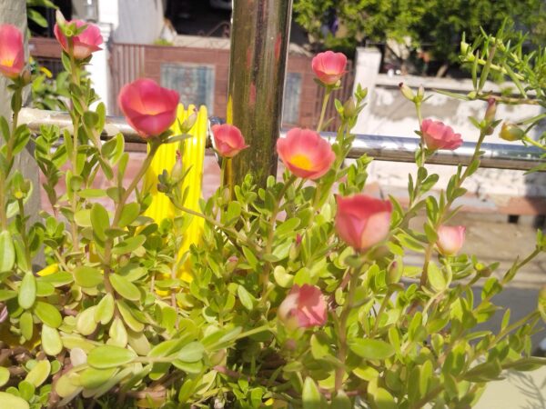Portulaca/Kulpha-A summer season beautiful plant - Image 2