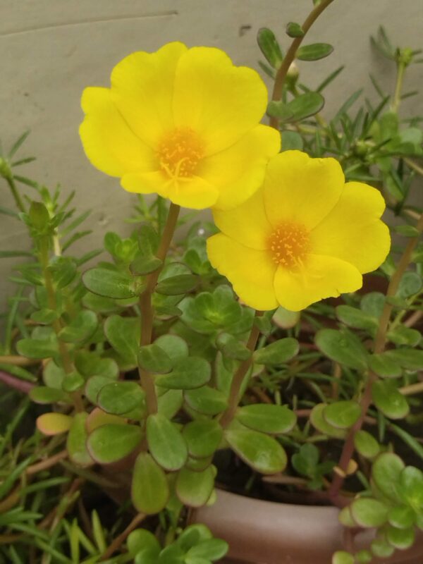 Portulaca/Kulpha-A summer season beautiful plant - Image 3