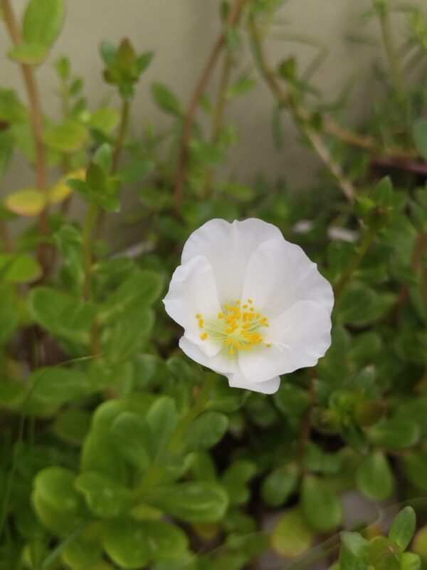 Portulaca/Kulpha-A summer season beautiful plant - Image 4