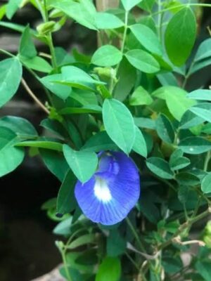 Aprajita/ Clitoria ternatia- A Beautiful medicinal and ornamental climber