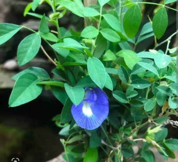 Aprajita/ Clitoria ternatia- A Beautiful medicinal and ornamental climber