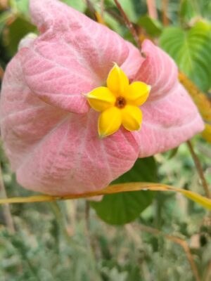 Mussaenda- A beautiful flowering plant