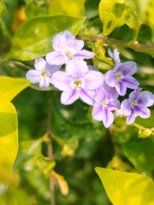 Duranta/ Ornamental hedge plant